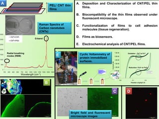 PEL/ CNT thin
films
HRP-
A
B
C
G-band
Radial breathing
modes (RBM)
D
E
A. Deposition and Characterization of CNT/PEL thin
films.
B. Biocompatibility of the thin films observed under
fluorescent microscope.
C. Functionalization of films to cell adhesion
molecules (tissue regeneration).
D. Films as biosensors.
E. Electrochemical analysis of CNT/PEL films.
Wavelength (cm-1)
Raman Spectra of
Carbon nanotubes
(CNTs)
Cyclic Voltammetry of
protein immobilized
surfaces.
Bright field and fluorescent
microscope images
 