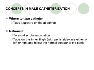 CONCEPTS IN MALE CATHETERIZATION Where to tape catheter Tape it upward on the abdomen Rationale: To avoid scrotal excoriation Tape on the inner thigh (with penis sideways either on left or right and follow the normal contour of the penis   