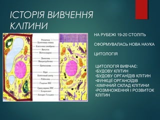 ІСТОРІЯ ВИВЧЕННЯ
КЛІТИНИ
НА РУБЕЖІ 19-20 СТОЛІТЬ
СФОРМУВАЛАСЬ НОВА НАУКА
ЦИТОЛОГІЯ
ЦИТОЛОГІЯ ВИВЧАЄ:
•БУДОВУ КЛІТИН
•БУДОВУ ОРГАНЇДІВ КЛІТИН
•ФУНКЦІЇ ОРГАНОЇДІВ
•ХІМІЧНИЙ СКЛАД КЛІТИНИ
•РОЗМНОЖЕННЯ І РОЗВИТОК
КЛІТИН
 