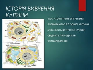 ІСТОРІЯ ВИВЧЕННЯ
КЛІТИНИ 4.БАГАТОКЛІТИННІ ОРГАНІЗМИ
РОЗВИВАЮТЬСЯ З ОДНІЄЇ КЛІТИНИ.
5.СХОЖІСТЬ КЛІТИННОЇ БУДОВИ
СВІДЧИТЬ ПРО ЄДНІСТЬ
ЇХ ПОХОДЖЕННЯ
 