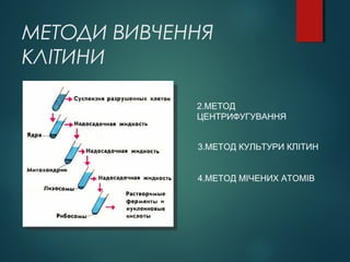 МЕТОДИ ВИВЧЕННЯ
КЛІТИНИ
2.МЕТОД
ЦЕНТРИФУГУВАННЯ
3.МЕТОД КУЛЬТУРИ КЛІТИН
4.МЕТОД МІЧЕНИХ АТОМІВ
 
