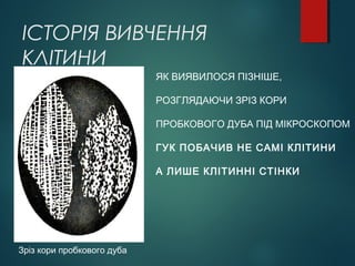 ІСТОРІЯ ВИВЧЕННЯ
КЛІТИНИ
Зріз кори пробкового дуба
ЯК ВИЯВИЛОСЯ ПІЗНІШЕ,
РОЗГЛЯДАЮЧИ ЗРІЗ КОРИ
ПРОБКОВОГО ДУБА ПІД МІКРОСКОПОМ
ГУК ПОБАЧИВ НЕ САМІ КЛІТИНИ
А ЛИШЕ КЛІТИННІ СТІНКИ
 