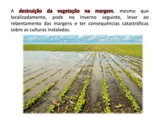 A destruição da vegetação na margem, mesmo que
localizadamente, pode no Inverno seguinte, levar ao
rebentamento das margens e ter consequências catastróficas
sobre as culturas instaladas.
 