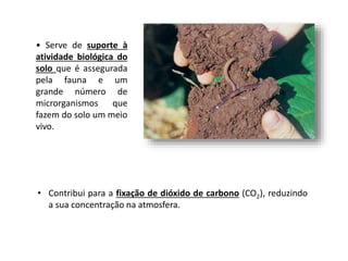 • Serve de suporte à
atividade biológica do
solo que é assegurada
pela fauna e um
grande número de
microrganismos que
fazem do solo um meio
vivo.
• Contribui para a fixação de dióxido de carbono (CO2), reduzindo
a sua concentração na atmosfera.
 