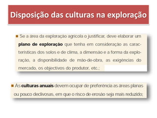 Disposição das culturas na exploração
 