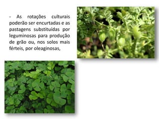 - As rotações culturais
poderão ser encurtadas e as
pastagens substituídas por
leguminosas para produção
de grão ou, nos solos mais
férteis, por oleaginosas,
 