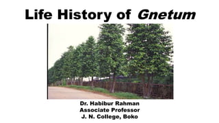 Life History of Gnetum
Dr. Habibur Rahman
Associate Professor
J. N. College, Boko
 