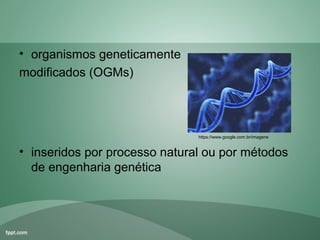 • organismos geneticamente
modificados (OGMs)



                               https://www.google.com.br/imagens


• inseridos por processo natural ou por métodos
  de engenharia genética
 