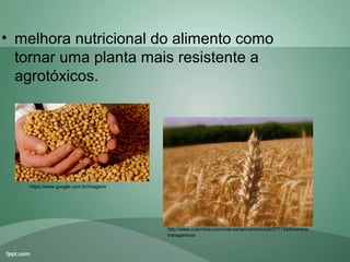• melhora nutricional do alimento como
  tornar uma planta mais resistente a
  agrotóxicos.




   https://www.google.com.br/imagens




                                       http://www.colombia.com/vida-sana/nutricion/sdi/37713/alimentos-
                                       transgenicos
 