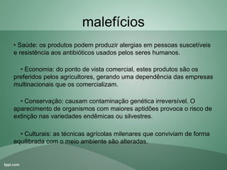 malefícios
• Saúde: os produtos podem produzir alergias em pessoas suscetíveis 
e resistência aos antibióticos usados pelos seres humanos.

    • Economia: do ponto de vista comercial, estes produtos são os 
preferidos pelos agricultores, gerando uma dependência das empresas 
multinacionais que os comercializam.

    • Conservação: causam contaminação genética irreversível. O 
aparecimento de organismos com maiores aptidões provoca o risco de 
extinção nas variedades endêmicas ou silvestres.

    • Culturais: as técnicas agrícolas milenares que conviviam de forma 
equilibrada com o meio ambiente são alteradas.
 
