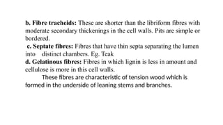 b. Fibre tracheids: These are shorter than the libriform fibres with
moderate secondary thickenings in the cell walls. Pits are simple or
bordered.
c. Septate fibres: Fibres that have thin septa separating the lumen
into distinct chambers. Eg. Teak
d. Gelatinous fibres: Fibres in which lignin is less in amount and
cellulose is more in this cell walls.
These fibres are characteristic of tension wood which is
formed in the underside of leaning stems and branches.
 