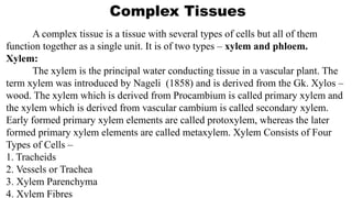 Complex Tissues
A complex tissue is a tissue with several types of cells but all of them
function together as a single unit. It is of two types – xylem and phloem.
Xylem:
The xylem is the principal water conducting tissue in a vascular plant. The
term xylem was introduced by Nageli (1858) and is derived from the Gk. Xylos –
wood. The xylem which is derived from Procambium is called primary xylem and
the xylem which is derived from vascular cambium is called secondary xylem.
Early formed primary xylem elements are called protoxylem, whereas the later
formed primary xylem elements are called metaxylem. Xylem Consists of Four
Types of Cells –
1. Tracheids
2. Vessels or Trachea
3. Xylem Parenchyma
4. Xylem Fibres
 
