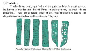1. Tracheids:
Tracheids are dead, lignified and elongated cells with tapering ends.
Its lumen is broader than that of fibres. In cross section, the tracheids are
polygonal. There are different types of cell wall thickenings due to the
deposition of secondary wall substances. They are -
 