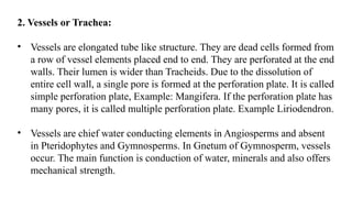 2. Vessels or Trachea:
• Vessels are elongated tube like structure. They are dead cells formed from
a row of vessel elements placed end to end. They are perforated at the end
walls. Their lumen is wider than Tracheids. Due to the dissolution of
entire cell wall, a single pore is formed at the perforation plate. It is called
simple perforation plate, Example: Mangifera. If the perforation plate has
many pores, it is called multiple perforation plate. Example Liriodendron.
• Vessels are chief water conducting elements in Angiosperms and absent
in Pteridophytes and Gymnosperms. In Gnetum of Gymnosperm, vessels
occur. The main function is conduction of water, minerals and also offers
mechanical strength.
 