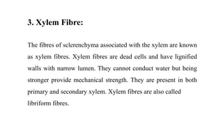 3. Xylem Fibre:
The fibres of sclerenchyma associated with the xylem are known
as xylem fibres. Xylem fibres are dead cells and have lignified
walls with narrow lumen. They cannot conduct water but being
stronger provide mechanical strength. They are present in both
primary and secondary xylem. Xylem fibres are also called
libriform fibres.
 