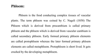 Phloem:
Phloem is the food conducting complex tissues of vascular
plants. The term phloem was coined by C. Nageli (1858) The
Phloem which is derived from procambium is called primary
phloem and the phloem which is derived from vascular cambium is
called secondary phloem. Early formed primary phloem elements
are called protophloem whereas the later formed primary phloem
elements are called metaphloem. Protophloem is short lived. It gets
crushed by the developing metaphloem.
 