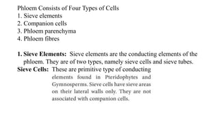 Phloem Consists of Four Types of Cells
1. Sieve elements
2. Companion cells
3. Phloem parenchyma
4. Phloem fibres
1. Sieve Elements: Sieve elements are the conducting elements of the
phloem. They are of two types, namely sieve cells and sieve tubes.
Sieve Cells: These are primitive type of conducting
 