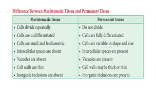 Permanent tissue , meristematic tissue. Animal tissue