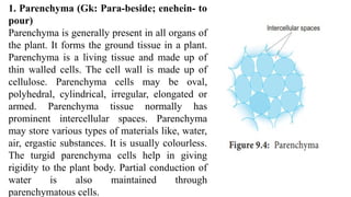 1. Parenchyma (Gk: Para-beside; enehein- to
pour)
Parenchyma is generally present in all organs of
the plant. It forms the ground tissue in a plant.
Parenchyma is a living tissue and made up of
thin walled cells. The cell wall is made up of
cellulose. Parenchyma cells may be oval,
polyhedral, cylindrical, irregular, elongated or
armed. Parenchyma tissue normally has
prominent intercellular spaces. Parenchyma
may store various types of materials like, water,
air, ergastic substances. It is usually colourless.
The turgid parenchyma cells help in giving
rigidity to the plant body. Partial conduction of
water is also maintained through
parenchymatous cells.
 