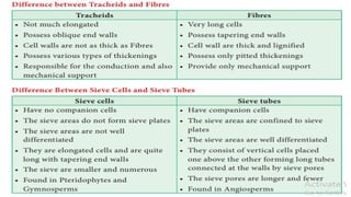 Permanent tissue , meristematic tissue. Animal tissue
