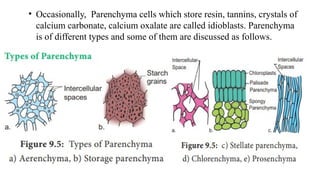 • Occasionally, Parenchyma cells which store resin, tannins, crystals of
calcium carbonate, calcium oxalate are called idioblasts. Parenchyma
is of different types and some of them are discussed as follows.
 