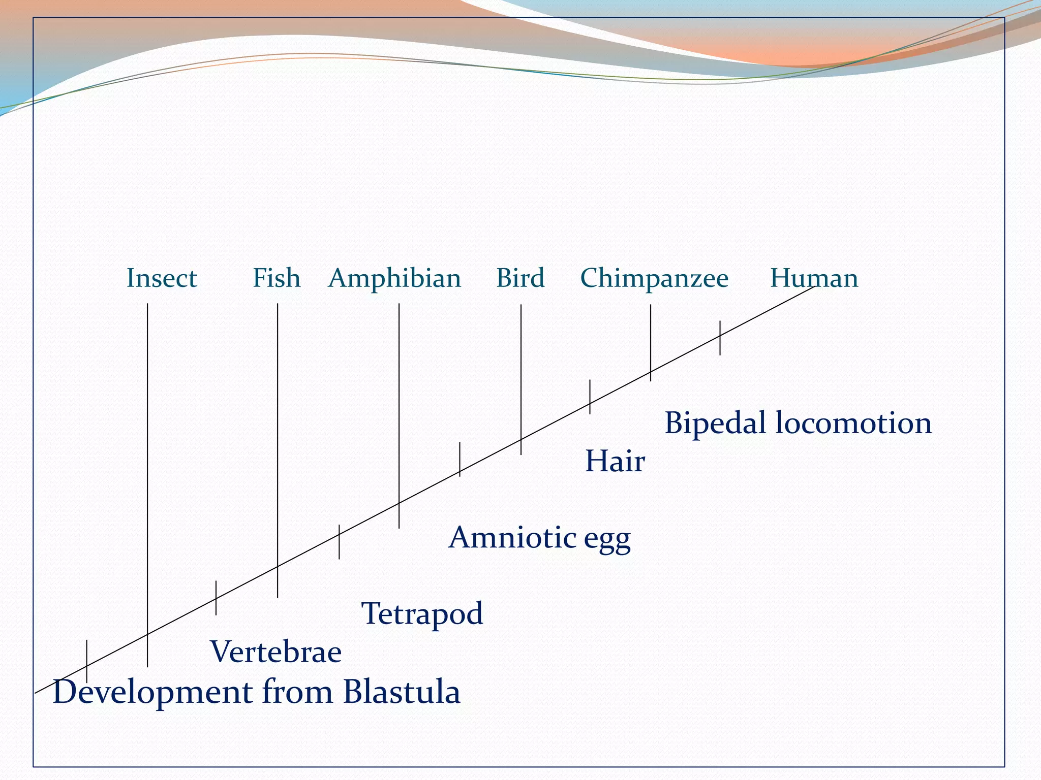 Insect Fish Amphibian Bird Chimpanzee Human
Bipedal locomotion
Hair
Amniotic egg
Tetrapod
Vertebrae
Development from Blastula
 
