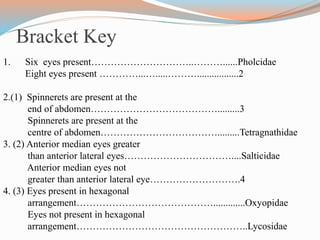 Bracket Key
1. Six eyes present…………………………..………......Pholcidae
Eight eyes present …………...….....……….................2
2.(1) Spinnerets are present at the
end of abdomen………………………………….........3
Spinnerets are present at the
centre of abdomen……………………………….........Tetragnathidae
3. (2) Anterior median eyes greater
than anterior lateral eyes……………………………....Salticidae
Anterior median eyes not
greater than anterior lateral eye……………………….4
4. (3) Eyes present in hexagonal
arrangement…………………………………….............Oxyopidae
Eyes not present in hexagonal
arrangement……………………………………………..Lycosidae
 