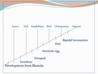 Insect Fish Amphibian Bird Chimpanzee Human
Bipedal locomotion
Hair
Amniotic egg
Tetrapod
Vertebrae
Development from Blastula
 