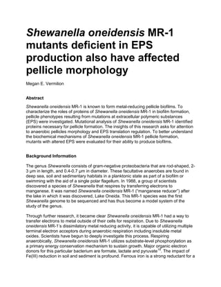 Shewanella oneidensis MR-1
mutants deficient in EPS
production also have affected
pellicle morphology
Megan E. Vermilion
Abstract
Shewanella oneidensis MR-1 is known to form metal-reducing pellicle biofilms. To
characterize the roles of proteins of Shewanella oneidensis MR-1 in biofilm formation,
pellicle phenotypes resulting from mutations at extracellular polymeric substances
(EPS) were investigated. Mutational analysis of Shewanella oneidensis MR-1 identified
proteins necessary for pellicle formation. The insights of this research asks for attention
to anaerobic pellicles morphology and EPS translation regulation. To better understand
the biochemical mechanisms of Shewanella oneidensis MR-1 pellicle formation,
mutants with altered EPS were evaluated for their ability to produce biofilms.
Background Information
The genus Shewanella consists of gram-negative proteobacteria that are rod-shaped, 2-
3 μm in length, and 0.4-0.7 μm in diameter. These facultative anaerobes are found in
deep sea, soil and sedimentary habitats in a planktonic state as part of a biofilm or
swimming with the aid of a single polar flagellum. In 1988, a group of scientists
discovered a species of Shewanella that respires by transferring electrons to
manganese. It was named Shewanella oneidensis MR-1 (“manganese reducer”) after
the lake in which it was discovered, Lake Oneida. This MR-1 species was the first
Shewanella genome to be sequenced and has thus become a model system of the
study of the genus.
Through further research, it became clear Shewanella oneidensis MR-1 had a way to
transfer electrons to metal outside of their cells for respiration. Due to Shewanella
oneidensis MR-1’s dissimilatory metal reducing activity, it is capable of utilizing multiple
terminal electron acceptors during anaerobic respiration including insoluble metal
oxides. Scientists have begun to deeply investigate this process. Respiring
anaerobically, Shewanella oneidensis MR-1 utilizes substrate-level phosphorylation as
a primary energy conservation mechanism to sustain growth. Major organic electron
donors for this particular bacterium are formate, lactate and pyruvate19
. The impact of
Fe(III) reduction in soil and sediment is profound. Ferrous iron is a strong reductant for a
 