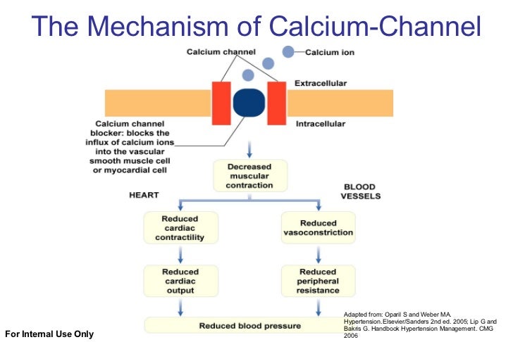 1 6 2 pharmacologic treatment calcium channel blockers mechanism of action