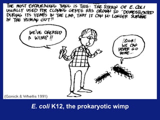                                                                             E. coli  K12, the prokaryotic wimp 