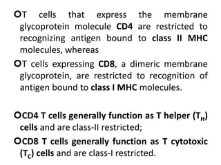 T cells that express the membrane
glycoprotein molecule CD4 are restricted to
recognizing antigen bound to class II MHC
molecules, whereas
T cells expressing CD8, a dimeric membrane
glycoprotein, are restricted to recognition of
antigen bound to class I MHC molecules.
CD4 T cells generally function as T helper (TH)
cells and are class-II restricted;
CD8 T cells generally function as T cytotoxic
(TC) cells and are class-I restricted.
 