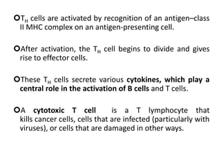 TH cells are activated by recognition of an antigen–class
II MHC complex on an antigen-presenting cell.
After activation, the TH cell begins to divide and gives
rise to effector cells.
These TH cells secrete various cytokines, which play a
central role in the activation of B cells and T cells.
A cytotoxic T cell is a T lymphocyte that
kills cancer cells, cells that are infected (particularly with
viruses), or cells that are damaged in other ways.
 