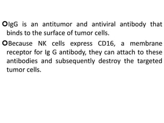 IgG is an antitumor and antiviral antibody that
binds to the surface of tumor cells.
Because NK cells express CD16, a membrane
receptor for Ig G antibody, they can attach to these
antibodies and subsequently destroy the targeted
tumor cells.
 