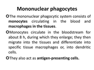 Mononuclear phagocytes
The mononuclear phagocytic system consists of
monocytes circulating in the blood and
macrophages in the tissues.
Monocytes circulate in the bloodstream for
about 8 h, during which they enlarge; they then
migrate into the tissues and differentiate into
specific tissue macrophages or, into dendritic
cells.
They also act as antigen-presenting cells.
 