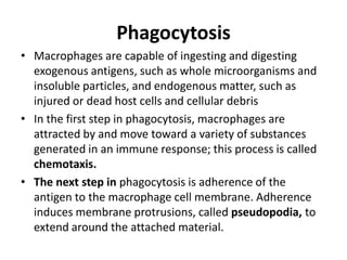 Phagocytosis
• Macrophages are capable of ingesting and digesting
exogenous antigens, such as whole microorganisms and
insoluble particles, and endogenous matter, such as
injured or dead host cells and cellular debris
• In the first step in phagocytosis, macrophages are
attracted by and move toward a variety of substances
generated in an immune response; this process is called
chemotaxis.
• The next step in phagocytosis is adherence of the
antigen to the macrophage cell membrane. Adherence
induces membrane protrusions, called pseudopodia, to
extend around the attached material.
 