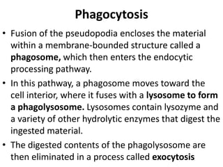 Phagocytosis
• Fusion of the pseudopodia encloses the material
within a membrane-bounded structure called a
phagosome, which then enters the endocytic
processing pathway.
• In this pathway, a phagosome moves toward the
cell interior, where it fuses with a lysosome to form
a phagolysosome. Lysosomes contain lysozyme and
a variety of other hydrolytic enzymes that digest the
ingested material.
• The digested contents of the phagolysosome are
then eliminated in a process called exocytosis
 