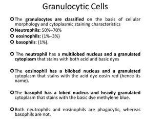 Granulocytic Cells
The granulocytes are classified on the basis of cellular
morphology and cytoplasmic staining characteristics
Neutrophils: 50%–70%
 eosinophils: (1%–3%)
 basophils: (1%).
 The neutrophil has a multilobed nucleus and a granulated
cytoplasm that stains with both acid and basic dyes
The eosinophil has a bilobed nucleus and a granulated
cytoplasm that stains with the acid dye eosin red (hence its
name).
The basophil has a lobed nucleus and heavily granulated
cytoplasm that stains with the basic dye methylene blue.
Both neutrophils and eosinophils are phagocytic, whereas
basophils are not.
 