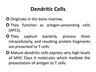 Dendritic Cells
 Originate in the bone marrow.
 They function as antigen-presenting cells
(APCs).
 They capture bacteria, process them
intracellularly, and resulting protein fragments
are presented to T cells.
 Mature dendritic cells express very high levels
of MHC Class II molecules which mediate the
presentation of antigen to T cells.
 