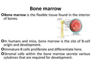 Bone marrow
Bone marrow is the flexible tissue found in the interior
of bones.
In humans and mice, bone marrow is the site of B-cell
origin and development.
Immature B cells proliferate and differentiate here.
Stromal cells within the bone marrow secrete various
cytokines that are required for development.
 