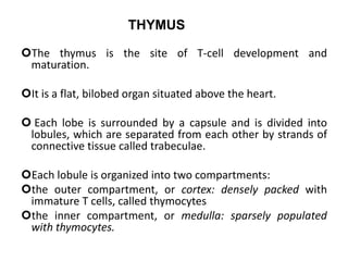 The thymus is the site of T-cell development and
maturation.
It is a flat, bilobed organ situated above the heart.
 Each lobe is surrounded by a capsule and is divided into
lobules, which are separated from each other by strands of
connective tissue called trabeculae.
Each lobule is organized into two compartments:
the outer compartment, or cortex: densely packed with
immature T cells, called thymocytes
the inner compartment, or medulla: sparsely populated
with thymocytes.
THYMUS
 