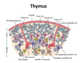 Thymus
 