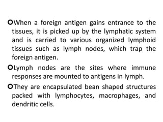 When a foreign antigen gains entrance to the
tissues, it is picked up by the lymphatic system
and is carried to various organized lymphoid
tissues such as lymph nodes, which trap the
foreign antigen.
Lymph nodes are the sites where immune
responses are mounted to antigens in lymph.
They are encapsulated bean shaped structures
packed with lymphocytes, macrophages, and
dendritic cells.
 