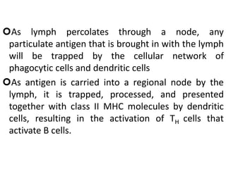 As lymph percolates through a node, any
particulate antigen that is brought in with the lymph
will be trapped by the cellular network of
phagocytic cells and dendritic cells
As antigen is carried into a regional node by the
lymph, it is trapped, processed, and presented
together with class II MHC molecules by dendritic
cells, resulting in the activation of TH cells that
activate B cells.
 