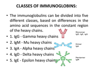 CLASSES OF IMMUNOGLOBINS:
• The immunoglobulins can be divided into five
different classes, based on differences in the
amino acid sequences in the constant region
of the heavy chains.
• 1. IgG - Gamma heavy chains
• 2. IgM - Mu heavy chains
• 3. IgA - Alpha heavy chains
• 4. IgD - Delta heavy chains
• 5. IgE - Epsilon heavy chains
 