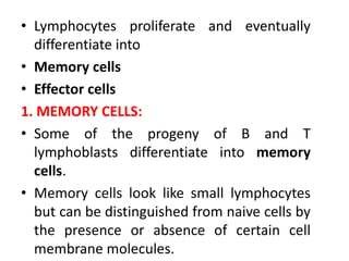 • Lymphocytes proliferate and eventually
differentiate into
• Memory cells
• Effector cells
1. MEMORY CELLS:
• Some of the progeny of B and T
lymphoblasts differentiate into memory
cells.
• Memory cells look like small lymphocytes
but can be distinguished from naive cells by
the presence or absence of certain cell
membrane molecules.
 
