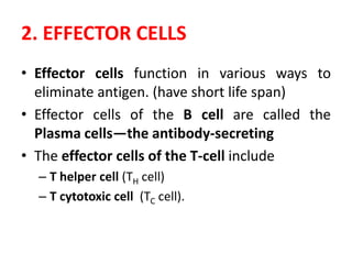 2. EFFECTOR CELLS
• Effector cells function in various ways to
eliminate antigen. (have short life span)
• Effector cells of the B cell are called the
Plasma cells—the antibody-secreting
• The effector cells of the T-cell include
– T helper cell (TH cell)
– T cytotoxic cell (TC cell).
 