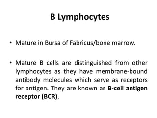 B Lymphocytes
• Mature in Bursa of Fabricus/bone marrow.
• Mature B cells are distinguished from other
lymphocytes as they have membrane-bound
antibody molecules which serve as receptors
for antigen. They are known as B-cell antigen
receptor (BCR).
 