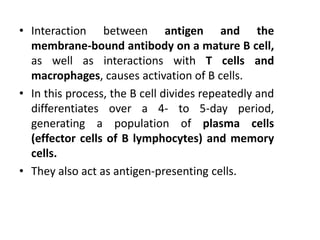 • Interaction between antigen and the
membrane-bound antibody on a mature B cell,
as well as interactions with T cells and
macrophages, causes activation of B cells.
• In this process, the B cell divides repeatedly and
differentiates over a 4- to 5-day period,
generating a population of plasma cells
(effector cells of B lymphocytes) and memory
cells.
• They also act as antigen-presenting cells.
 