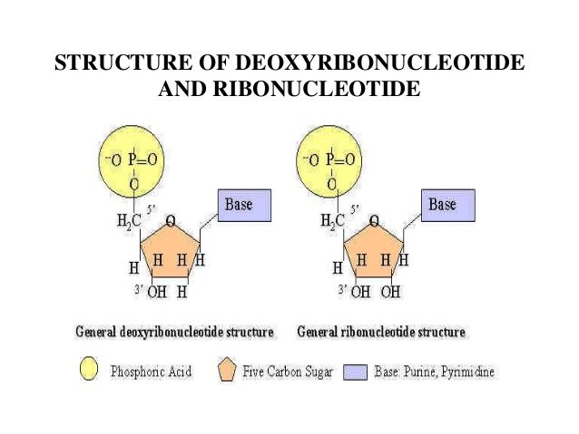 What Is The Difference Between A Ribonucleotide And A Deoxyribonucleotide? DNA RNA